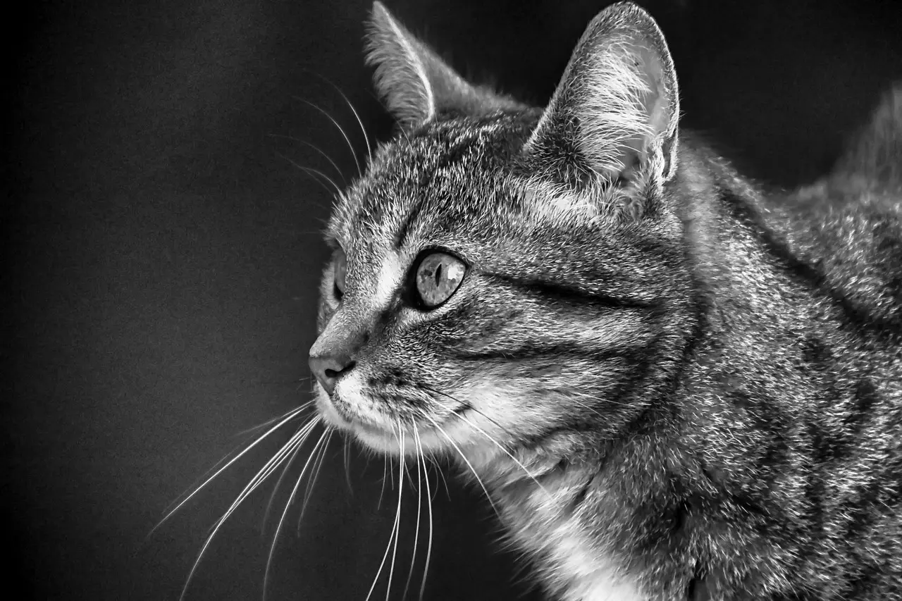 What is the purpose of whiskers on cats and dogs’ faces?