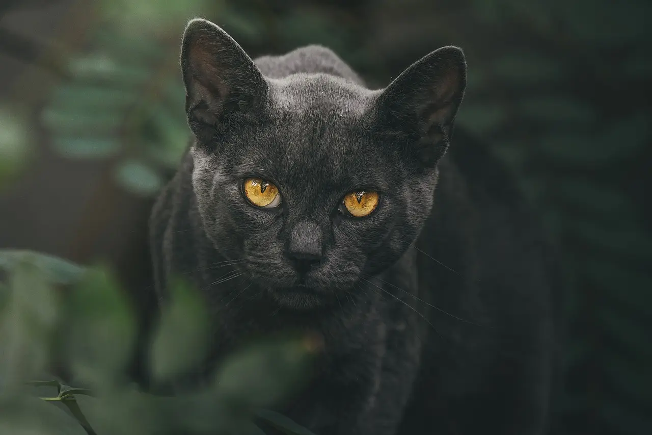 Why do most animals have two eyes?