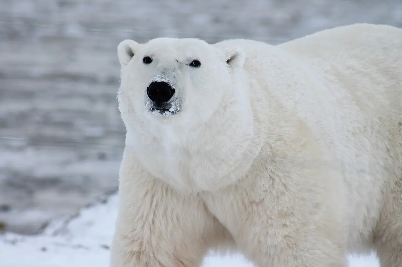 Do polar bears get a cold?