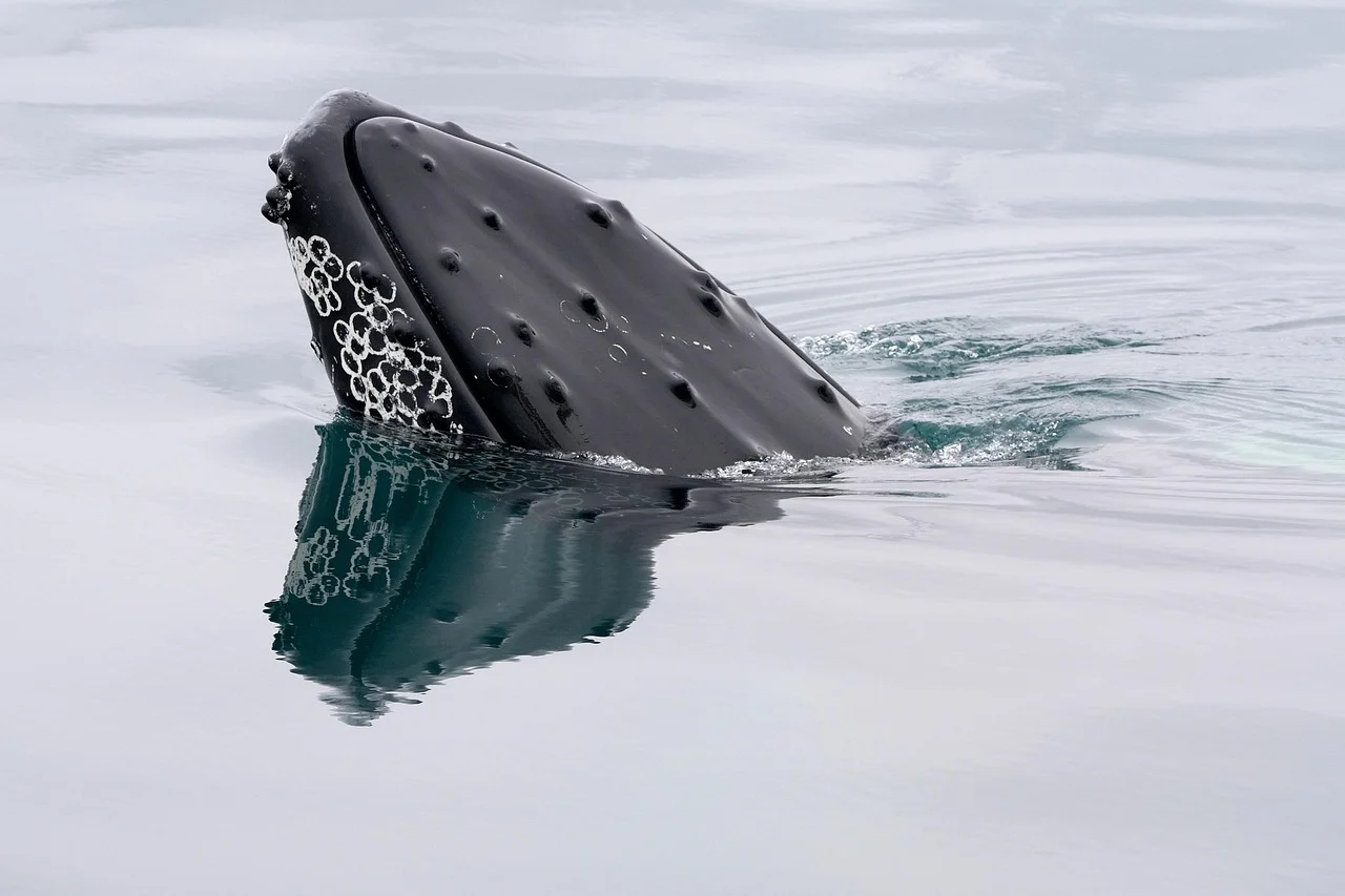 Are Whales Mammals, and How Do They Nurse Underwater?