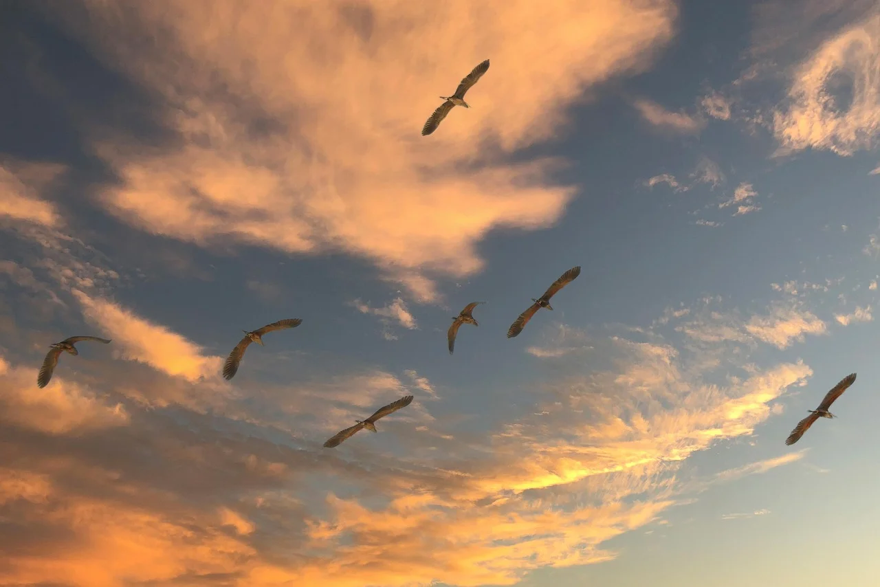 How Do Birds Find Their Way Back Every Year?