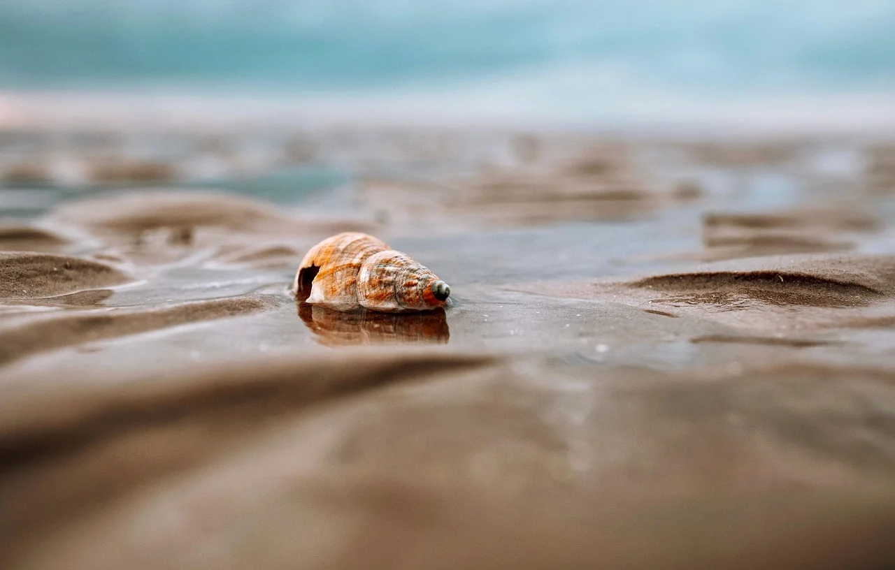 Why Do Seashells Sound Like the Ocean?