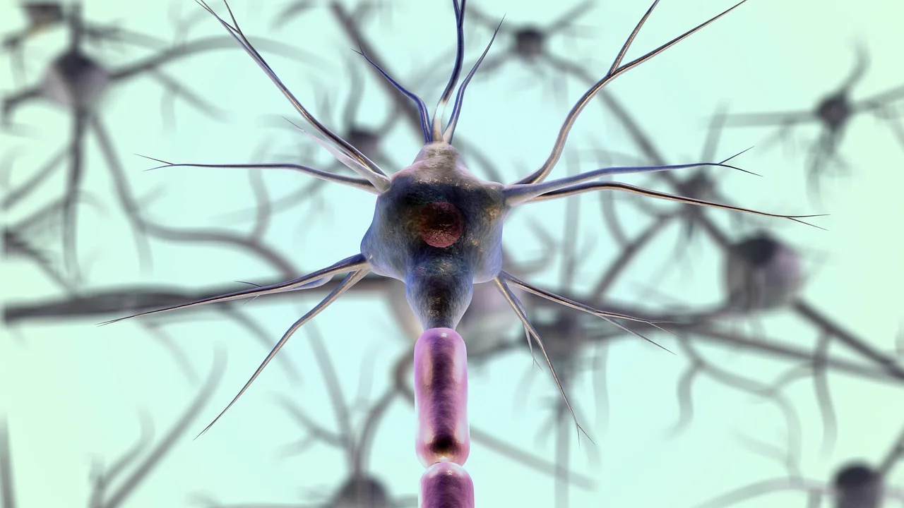 Can the Human Brain Run Out of Memory?